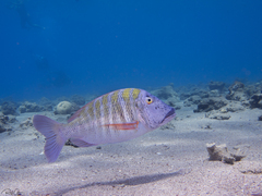 Lethrinus mahsena