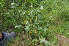 Solanum insanum
