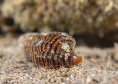 Turrilatirus turritus