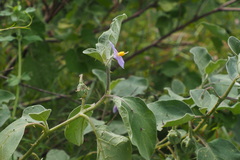Solanum insanum