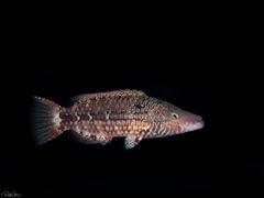 Oxycheilinus mentalis
