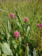 Castilleja elata