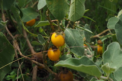 Solanum insanum