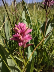Castilleja elata