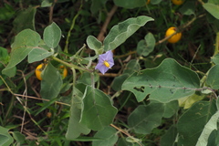 Solanum insanum