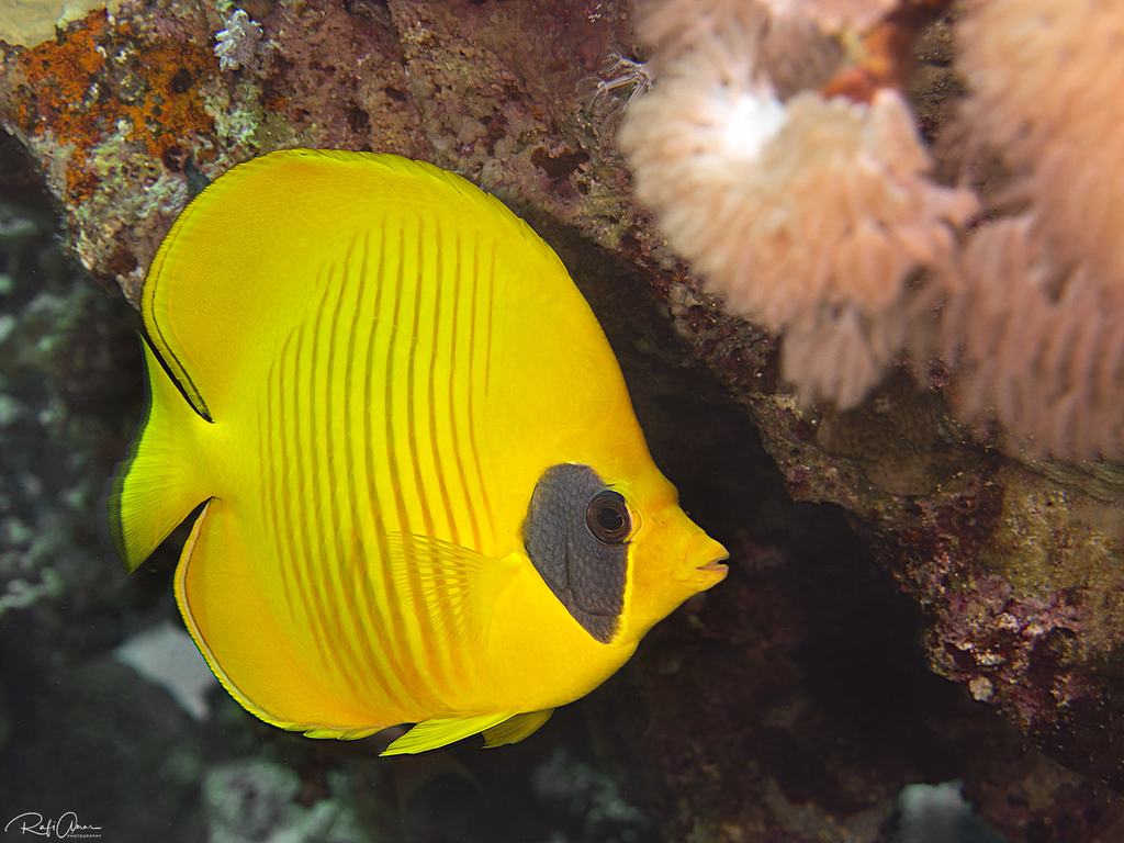 Addis butterflyfish (Chaetodon semilarvatus) — Chaetodontidae