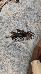 Auplopus carbonarius