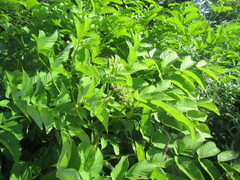 Aralia cordata