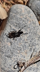 Auplopus carbonarius