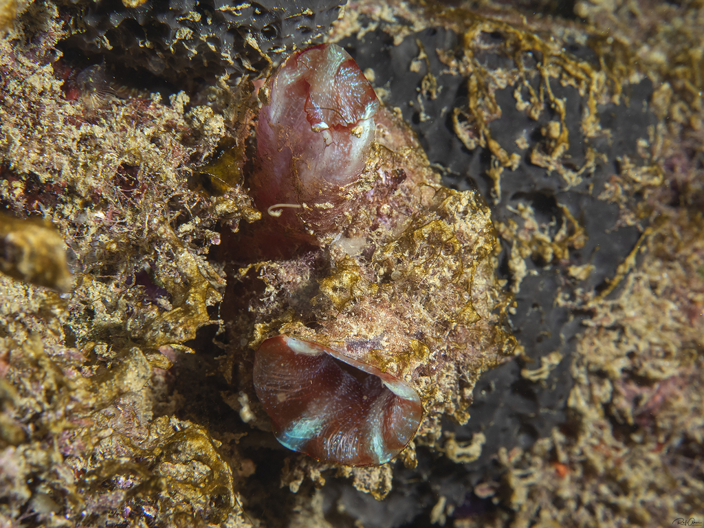 Red-throated ascidian from אילת, ישראל on August 28, 2019 at 06:08 AM ...