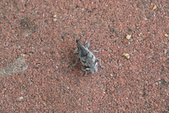 Atactogaster inducens