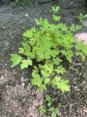 Lamprocapnos spectabilis