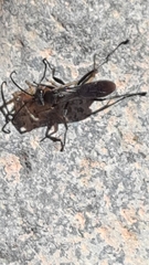 Auplopus carbonarius