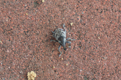 Atactogaster inducens