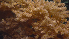 Primnoa pacifica