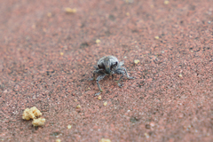 Atactogaster inducens