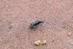 Atactogaster inducens