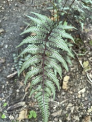 Anisocampium