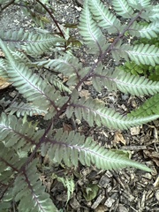 Anisocampium