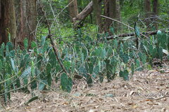 Opuntia stricta