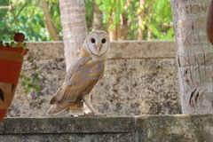 Tyto alba