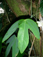 Passiflora dispar