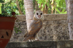 Tyto alba