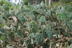 Opuntia stricta