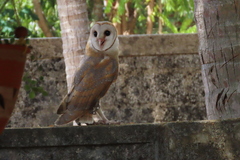 Tyto alba