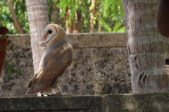 Tyto alba