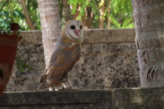 Tyto alba