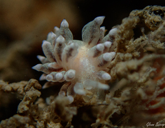 Amphorina linensis