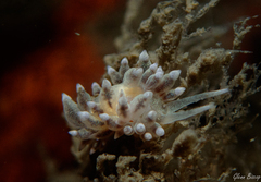 Amphorina linensis