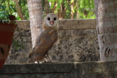 Tyto alba
