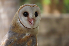 Tyto alba