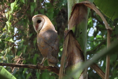 Tyto alba