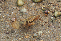 Parasesarma pictum