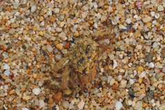 Parasesarma pictum