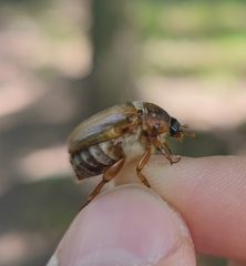 Amphimallon solstitiale