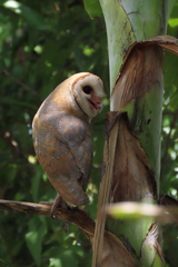 Tyto alba