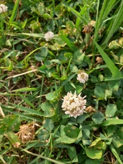 Trifolium repens