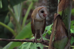 Tyto alba