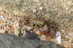 Parasesarma pictum