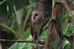 Tyto alba