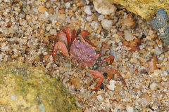 Parasesarma pictum