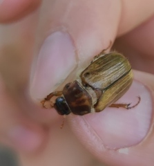 Amphimallon solstitiale