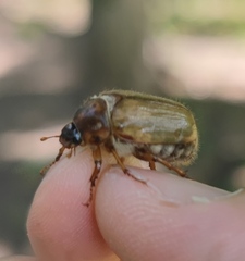 Amphimallon solstitiale