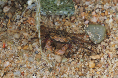 Parasesarma pictum