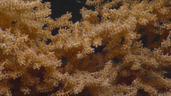 Primnoa pacifica