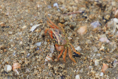 Parasesarma pictum